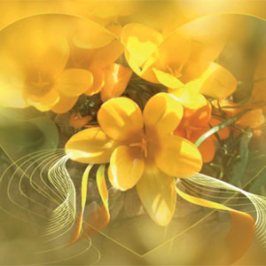 image (69)